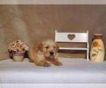 Puppy Bronco Golden Retriever