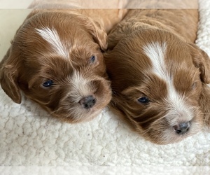 Cavalier King Charles Spaniel-Cavapoo Mix Puppy for sale in MONTECITO, CA, USA