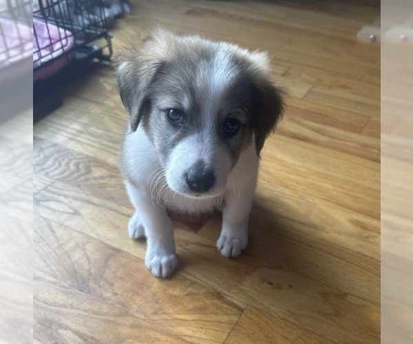 Medium Photo #3 Great Pyrenees-Unknown Mix Puppy For Sale in Brooklyn, NY, USA