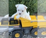 Small #3 Maltese