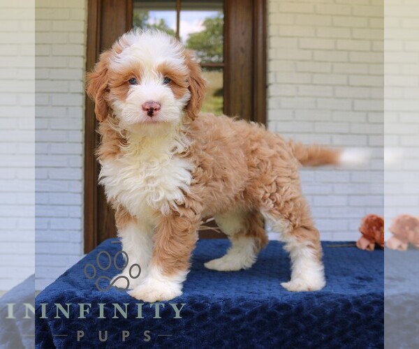 Medium Photo #4 Bernedoodle (Miniature) Puppy For Sale in NARVON, PA, USA