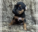 Small #2 Rat Terrier