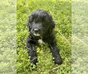 Goldendoodle (Miniature) Puppy for Sale in MILFORD, Ohio USA