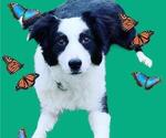 Small Photo #2 Border Collie Puppy For Sale in PERRIS, CA, USA