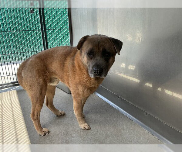 Medium Photo #1 Chow Chow-German Shepherd Dog Mix Puppy For Sale in San Bernardino, CA, USA