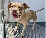 Small #1 Bulldog Mix