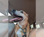Small German Pinscher-Thai Ridgeback Mix