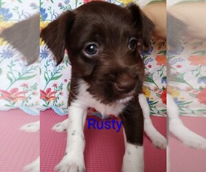 Jack Russell Terrier-Schnauzer (Miniature) Mix Litter for sale in ENID, OK, USA