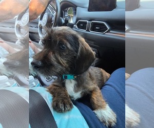 Dachshund Dogs for adoption in Sioux Falls, SD, USA