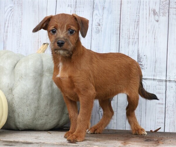 Medium Photo #1 Foodle Puppy For Sale in FREDERICKSBG, OH, USA