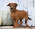 Small Photo #1 Foodle Puppy For Sale in FREDERICKSBG, OH, USA