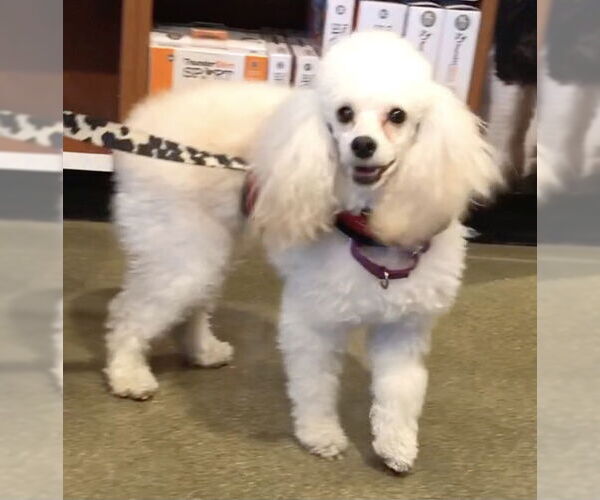 Medium Photo #3 Poodle (Miniature) Puppy For Sale in Lincolnwood, IL, USA