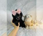 Small #9 Poodle (Toy)