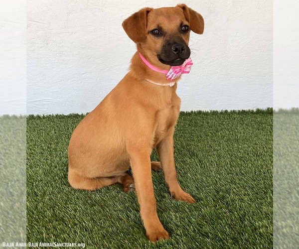 Medium Photo #4 Puggle Puppy For Sale in San Diego, CA, USA
