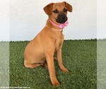 Small #3 Puggle