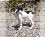 Small Basset Hound-Pointer Mix