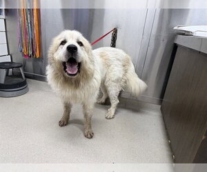 Great Pyrenees Dogs for adoption in Fairbanks, AK, USA