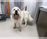 Small Great Pyrenees