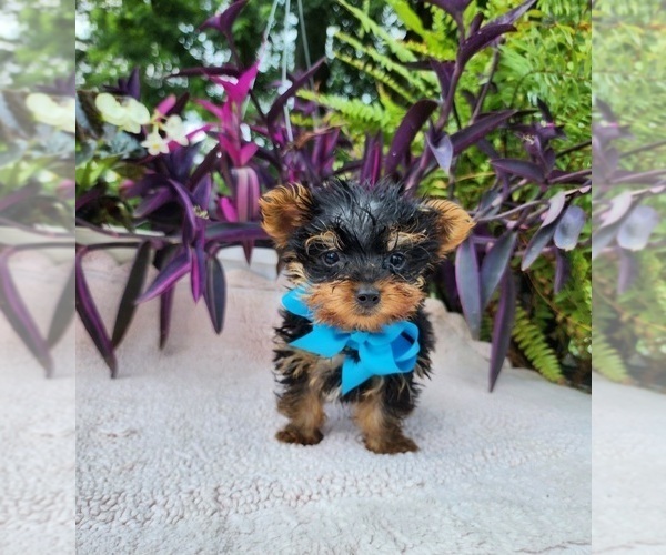 Medium Photo #1 Yorkshire Terrier Puppy For Sale in INDIANAPOLIS, IN, USA