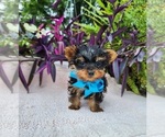 Image preview for Ad Listing. Nickname: Tiny TeacupTuck