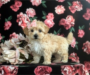 Maltipoo Puppy for sale in LEOLA, PA, USA