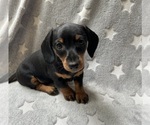 Small #3 Dachshund