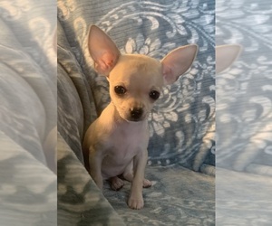 Chihuahua Puppy for sale in EAU CLAIRE, WI, USA