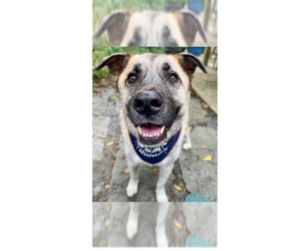 Medium Photo #1 Anatolian Shepherd-Unknown Mix Puppy For Sale in Greenbelt, MD, USA