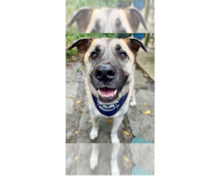 Anatolian Shepherd-Unknown Mix Dogs for adoption in Greenbelt, MD, USA