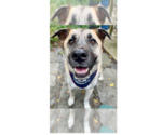 Small Anatolian Shepherd Mix
