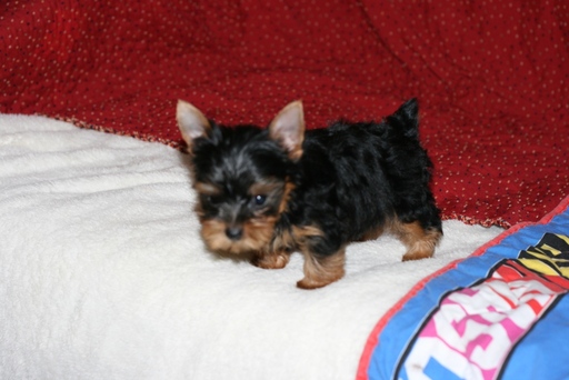 Medium Photo #1 Yorkshire Terrier Puppy For Sale in ELLIJAY, GA, USA