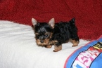 Small Photo #1 Yorkshire Terrier Puppy For Sale in ELLIJAY, GA, USA