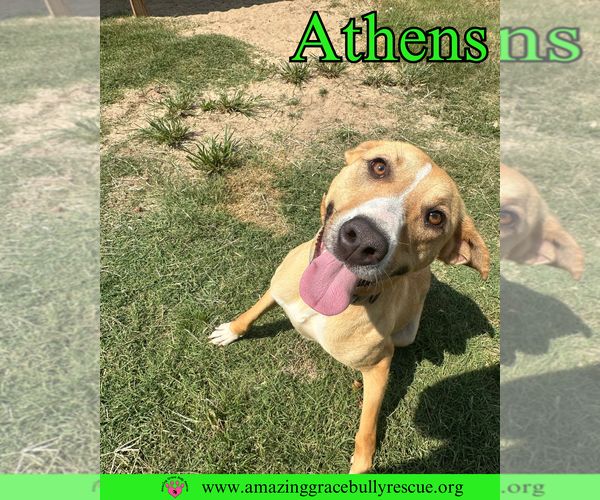 Medium Photo #2 American Staffordshire Terrier-Catahoula Leopard Dog Mix Puppy For Sale in Pensacola, FL, USA