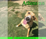 Small #1 American Staffordshire Terrier-Catahoula Leopard Dog Mix