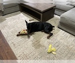 Small Photo #4 Doberman Pinscher Puppy For Sale in HOUSTON, TX, USA