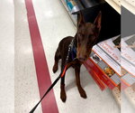 Small #10 Doberman Pinscher