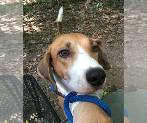 Pongo Beaufort - Male Retriever -Unknown Mix Dog for Adoption - Photo #14