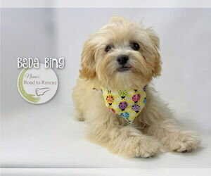 Poodle (Miniature)-Unknown Mix Dogs for adoption in Benton, LA, USA