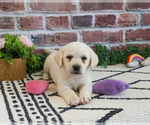 Small #13 Labrador Retriever