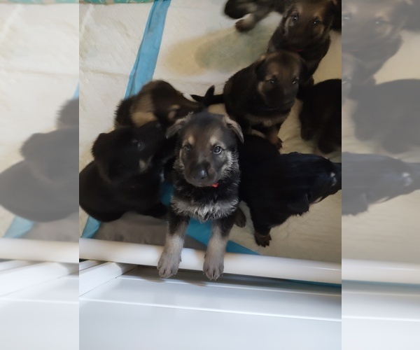 Medium Photo #5 German Shepherd Dog Puppy For Sale in GLEN SAINT MARY, FL, USA