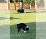 Small #3 Australian Shepherd