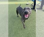 Small #1 American Pit Bull Terrier