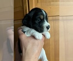 Puppy Tiggy English Springer Spaniel