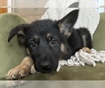 Small #3 German Shepherd Dog
