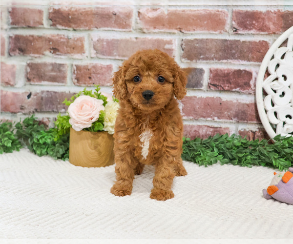 Medium Photo #10 Cavapoo (Miniature) Puppy For Sale in SYRACUSE, IN, USA