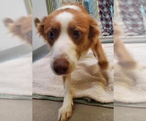 Border Collie-Unknown Mix Dogs for adoption in Temple, TX, USA