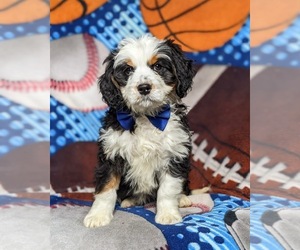 Bernedoodle Puppy for sale in GLEN ROCK, PA, USA