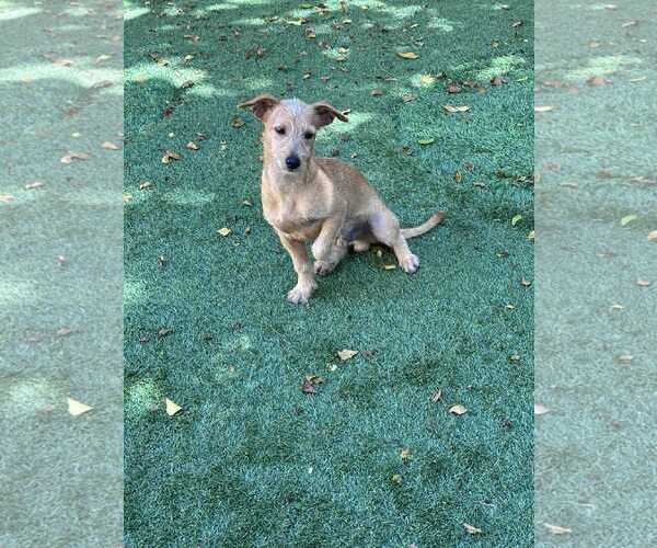 Medium Photo #2 Irish Terrier Puppy For Sale in Pompano Beach , FL, USA