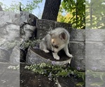 Small #1 Alaskan Klee Kai-Pomsky Mix