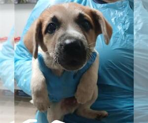 Australian Cattle Dog Dogs for adoption in Bakersfield, CA, USA